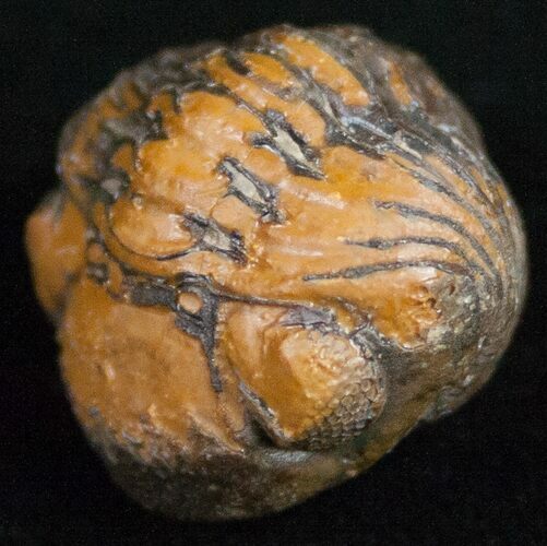 Bargain Enrolled Barrandeops (Phacops) Trilobite #11300